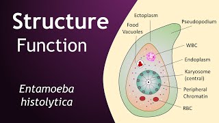 Entamoeba histolytica  Structure and Function  Parasitology  Basic Science Series [upl. by Jodie298]