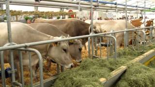 Swiss cows 1 [upl. by Tfat]