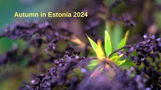 Estonian autumn  Eesti sügis 2024 4K [upl. by Teik]