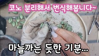 코노 삽수 만들어요  마늘까요 조금 늦은 감이 있지만 베란다에서 키워보려고요 [upl. by Natsirk]