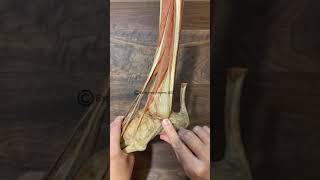 Fibularis peroneal Muscles [upl. by Abla]