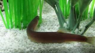 Coolie Black Kuhli loach  chillin while searching for food 1 [upl. by Costanzia]