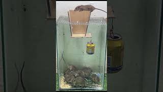 good rat trap at home [upl. by Yelsa]