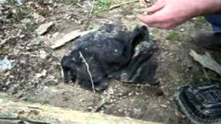 How to catch a crop destructive vole video [upl. by Aitas802]