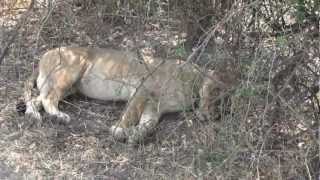 Lioness Hears Baby Crying [upl. by Yerfej]