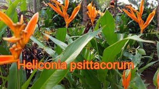 Heliconia plant caring How to propagate EP17 [upl. by Luann]