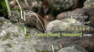 Guangdong Maoming Series Ep 3 The ferocious eagle peak turtle [upl. by Repmek]