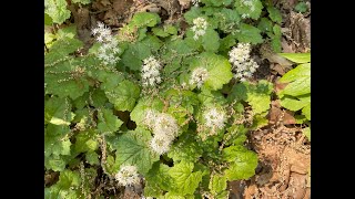 Mondays with Martha 156  Foamflower [upl. by Airres]