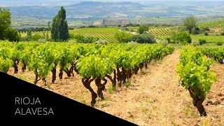 Where Tempranillo amp Tradition Meet A Wine Tour of Rioja Alavesa Spain [upl. by Yehs668]