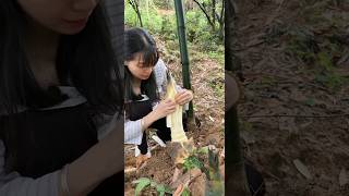 The original ecology of nature Bamboo shoots crisp and tender farming [upl. by Pritchett]