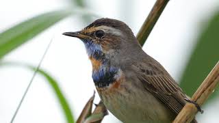 藍喉歌鴝 Bluethroat  20190310 [upl. by Ridan314]