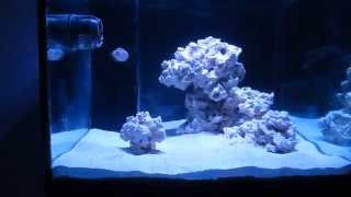 Tank Update  CaribSea AragAlive Fiji Pink Sand [upl. by Countess]