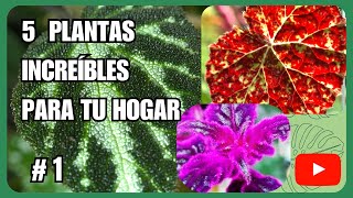 5 Plantas Esenciales para Terrario y Maceta 🌿  Guía MgzNatura 1 [upl. by Alastair878]