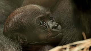 Pasgeboren gorilla in Diergaarde Blijdorp Rotterdam [upl. by Einnaf]