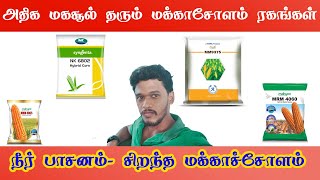 அதிக மகசூல் தரும் நீர் பாசனம் மக்காச்சோளம்  Best Maize Seed  Maize Cultivation  Gramathan [upl. by Aneem]