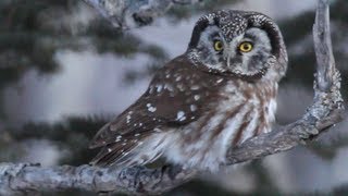 Boreal Owl Hunting in Daylight [upl. by Yasmine991]