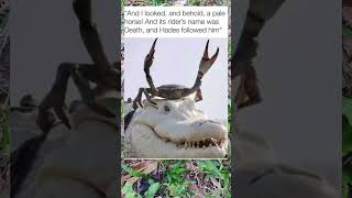 memes meme alligator crab [upl. by Caldera]