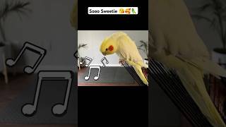 Female Cockatiel Singing Soundsshorts viral youtubeshorts [upl. by Duquette28]