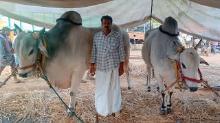 శ్రీ అవధూత కొండయ్య స్వామి జాక్పాట్ విభాగంలో 2 వ జత RK bulls [upl. by Cirdor]