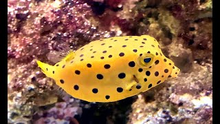 ミナミハコフグ Yellow boxfish Ostracion cubicus Linnaeus [upl. by Suivatal]