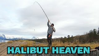 Shore fishing for halibut in arctic Norway [upl. by Solnit]