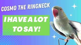 Cosmo The Indian Ringneck Parrot  Talking Indian Ringneck Compilation [upl. by Hearn]