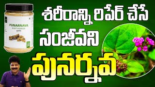 శరీరాన్ని మొత్తం రిపేర్ చేసే పునర్నవ Powerful Leaf to Purify Blood  Kidney Problems  Punarnava [upl. by Glantz]