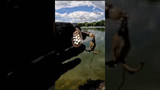 THE LURE amp KEY TO MAGNET FISHING Eldridge Park in Elmira New York Dad Joke Beware Awesome WOW [upl. by Gawain]