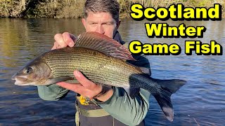 HOW TO  Catch MONSTER Winter Grayling the easy way  river fishing [upl. by Straub]