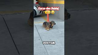 Kuryeden Dublaj 😂😂 kurye dublaj reels shoets köpek [upl. by Terri]