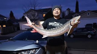 Sturgeon fishing at Sacramento River First and only keeper of 2024 [upl. by Fleeta]