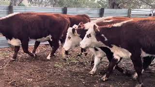 Karingal PTIC Hereford Cows [upl. by Buchanan]