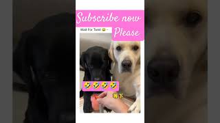 Instagram dog funny jokes 🤣trending funny memes 🤣romantic reels 😍funny memes reels viral [upl. by Antoni334]