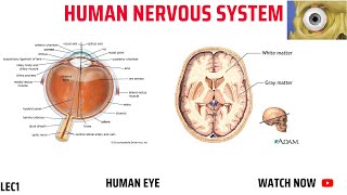 HUMAN NERVOUS SYSTEM [upl. by Eidroj277]