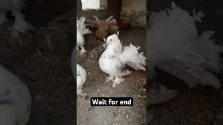 Funny Video of cats And Pigeons shorts cat blackcat [upl. by Unam891]