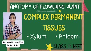 Ch6 Anatomy of Flowering Plant  Complex Permanent Tissues  Xylum  Phloem  Class 11 BiologyNEET [upl. by Andrel]