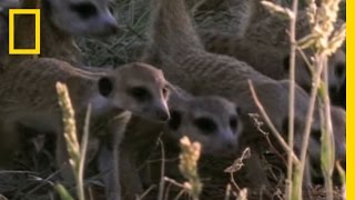 Meerkats vs Puff Adder  National Geographic [upl. by Broeder64]