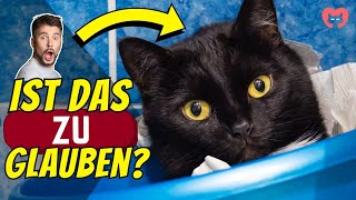 14 Überraschende Fakten Über Katzen 7 Ist Verstörend [upl. by Philis]