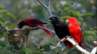 Nature And Wildlife Video – Bird and animal is beautiful creature on our planet [upl. by Nnylekoorb929]