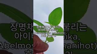 장명채라고도 불리는 아이비카Aibika Abelmoschus manihot의 효능 TOP 3 [upl. by Nednal385]