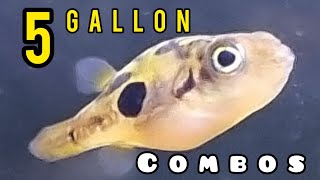 4 GREAT Fish Combos for a 5 GALLON AQUARIUM [upl. by Edith495]