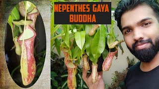 Nepenthes Gaya Buddha  Hybrid Pitcher Plant Care And Culture [upl. by Seuqram]