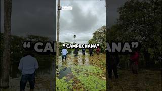 Campechana  Día 0829 febrero 🤠 cultura llano caballos sabana cuero ganado [upl. by Petta]