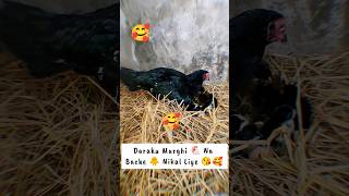 Daraku Murghi 🐔 Na Bache 🐥 Nikal diye 🥰😘  Mini Vlog 174  shorts Minivlog aseel pigeons pets [upl. by Anerahs]