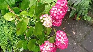 de langste dag hortensia en varen muur [upl. by Chester]