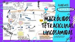 13T MACRÓLIDOS TETRACICLINAS LINCOSAMIDAS [upl. by Terrijo]