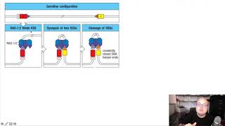 52 Mechanisms of VDJ recombination [upl. by Jamie]