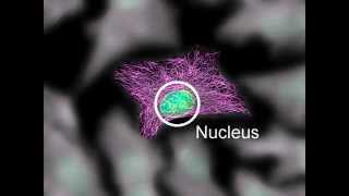 Cytoskeleton Structure and Function [upl. by Noraed955]