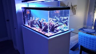 40 gallon reef tank update January 2021 [upl. by Suirred]