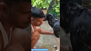 🛁🛁 song doglover love youtubeshorts shorts puppy play [upl. by Ysied749]